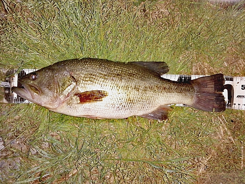 ブラックバスの釣果