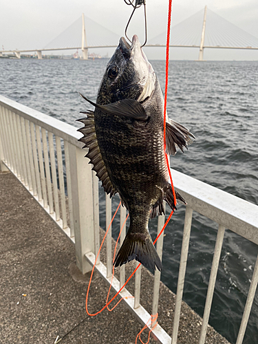 クロダイの釣果