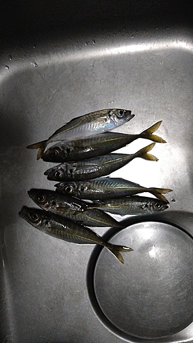 アジの釣果