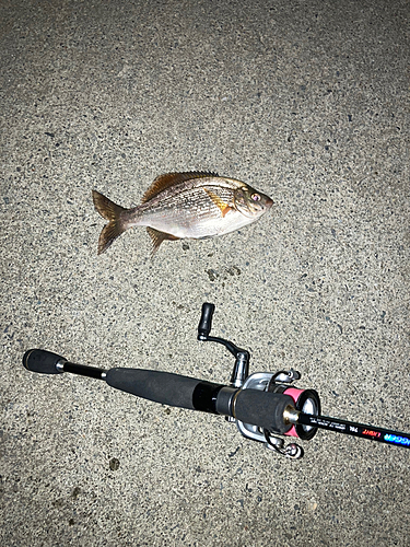 ウミタナゴの釣果