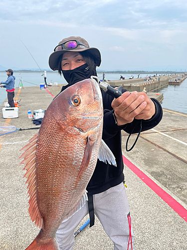 マダイの釣果