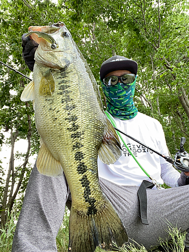 ブラックバスの釣果