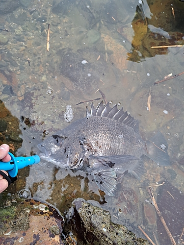 チヌの釣果