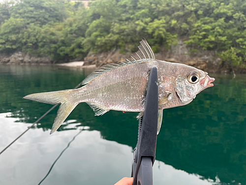 クロサギの釣果