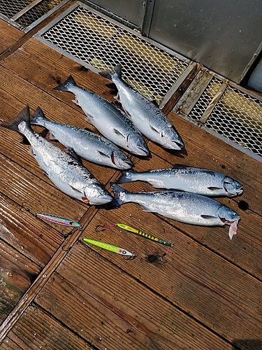 サクラマスの釣果