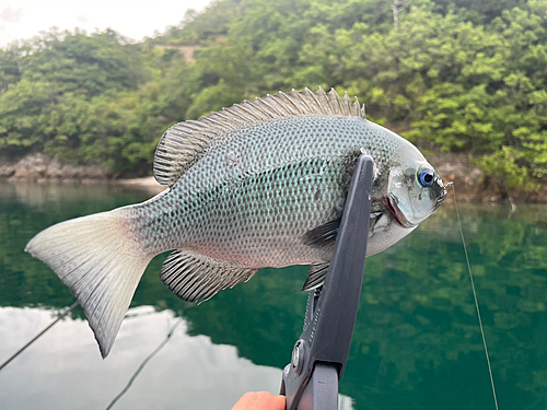 グレの釣果