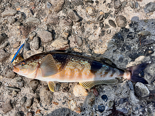 ホッケの釣果