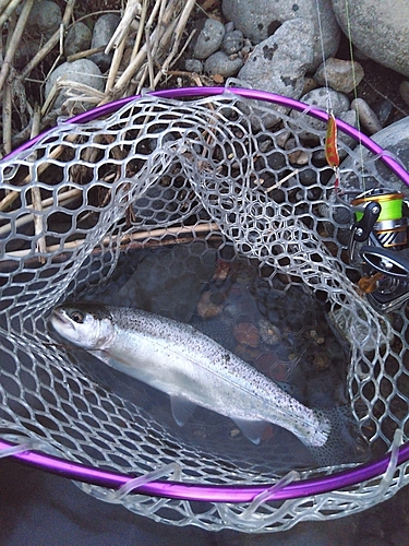 ニジマスの釣果