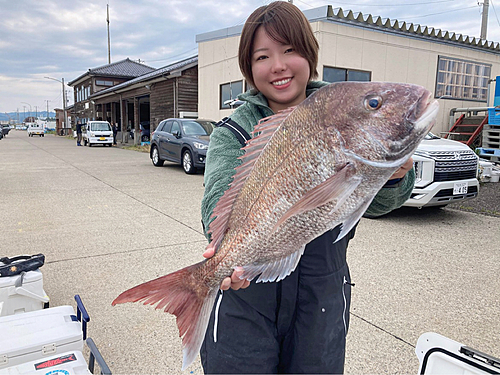 マダイの釣果