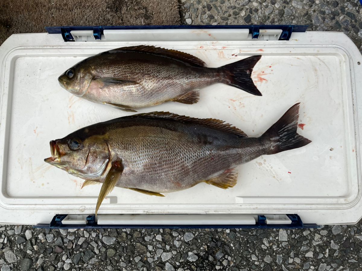 アングラーキラボシさんの釣果 2枚目の画像