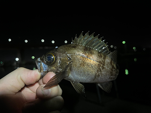 メバルの釣果