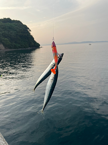 サバの釣果