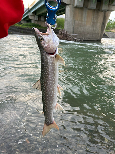 アメマスの釣果