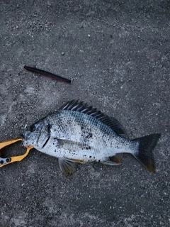 キビレの釣果