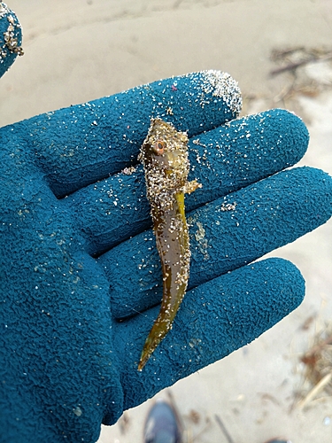 ハゼの釣果