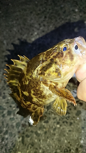 タケノコメバルの釣果