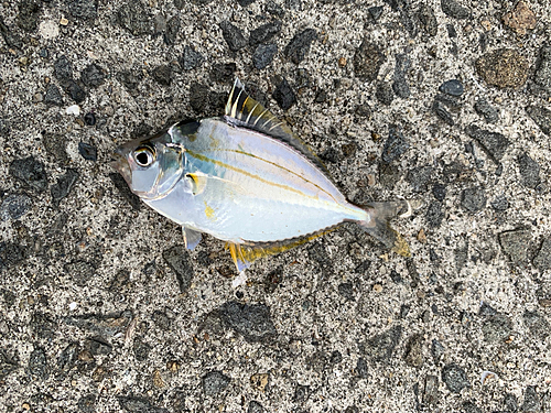 ギンポの釣果