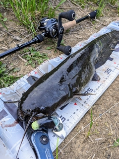 ナマズの釣果