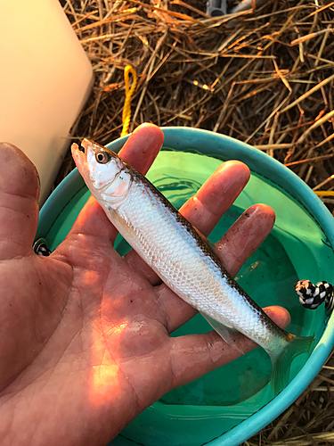 ハスの釣果