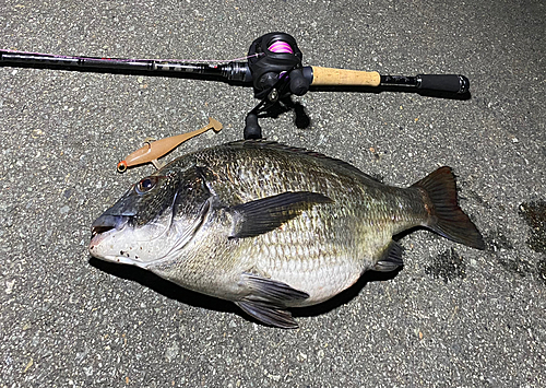 クロダイの釣果