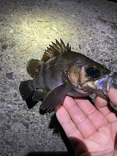 メバルの釣果