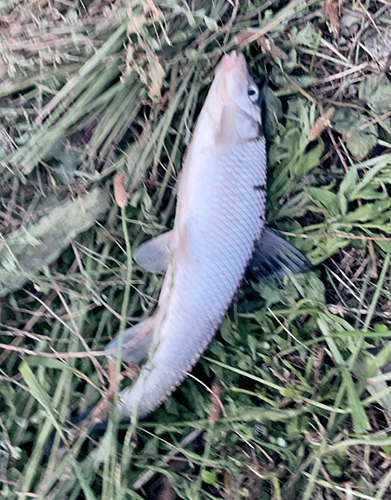 ニゴイの釣果