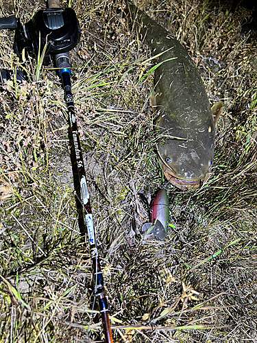 ナマズの釣果