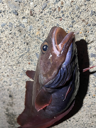 エゾイソアイナメの釣果