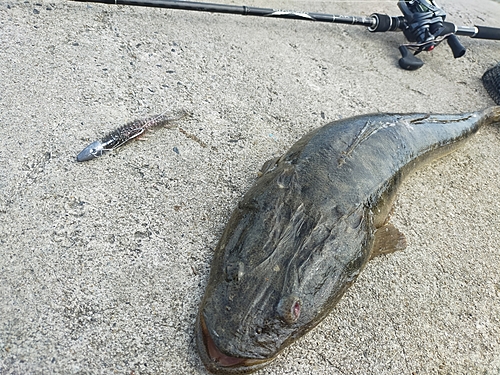 マゴチの釣果