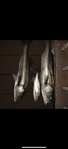 マルタウグイの釣果