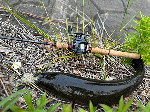 ライギョの釣果