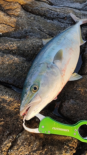 メジロの釣果