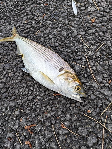 コノシロの釣果