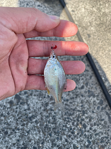 タナゴの釣果