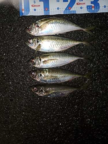 アジの釣果