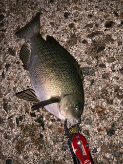 メジナの釣果