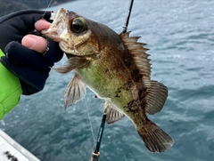 レンコダイの釣果