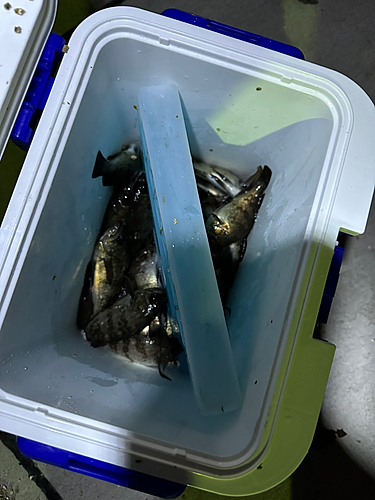 メバルの釣果