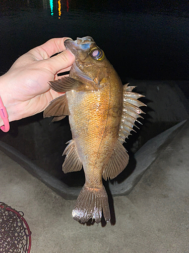 メバルの釣果