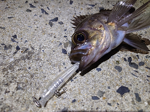 メバルの釣果