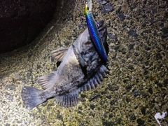 クロソイの釣果