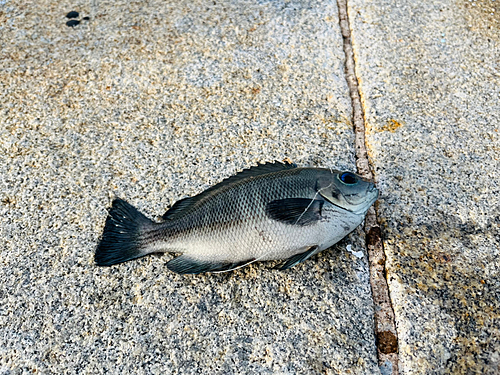 メジナの釣果