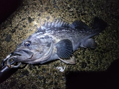 クロソイの釣果