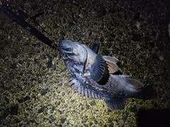 クロソイの釣果