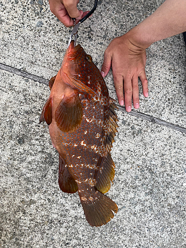 アコウの釣果