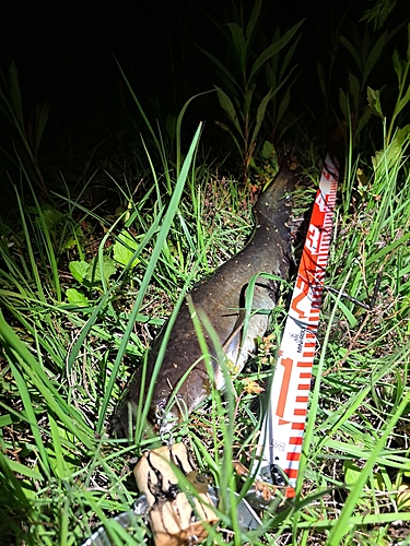 ナマズの釣果