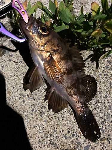 メバルの釣果