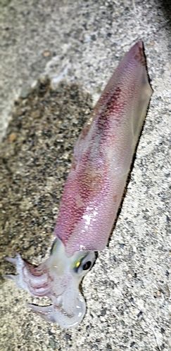 イカの釣果