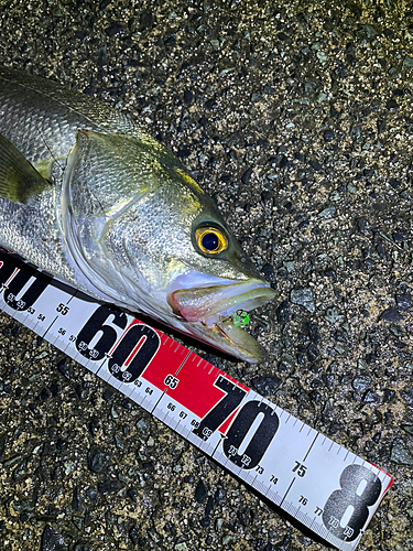 シーバスの釣果