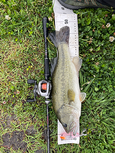 ブラックバスの釣果